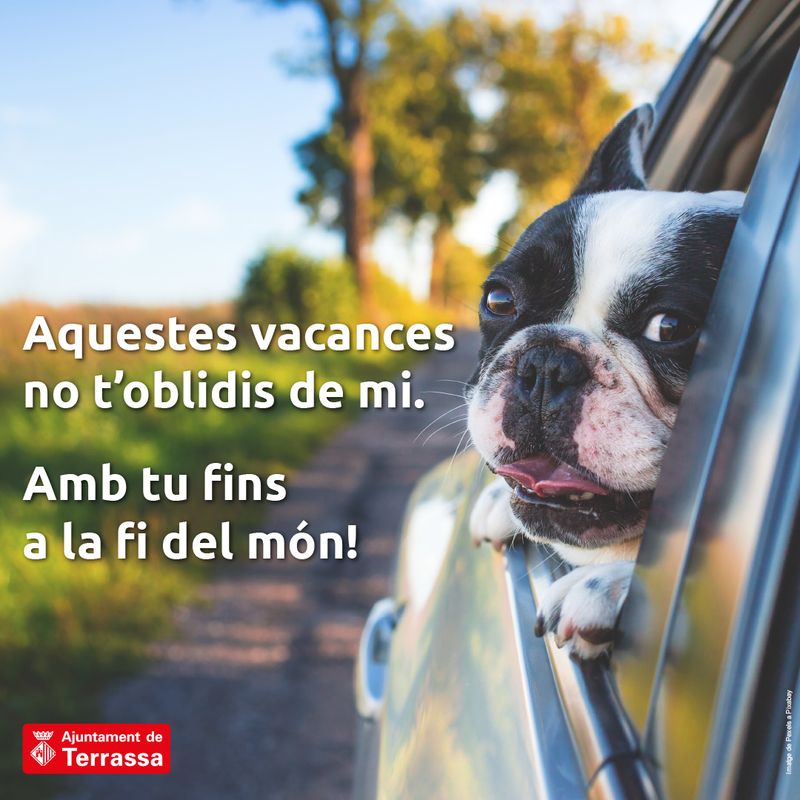 Amb tu fins a la fi del món! (gossos, gats, maletes)