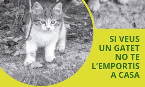 Vols protegir-me? No m'agafis